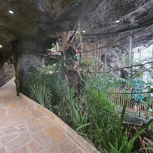 Apr. 2025 - Orinoco Rainforest: Understory - Hidden Treasure - Black-tailed Trogon Exhibit