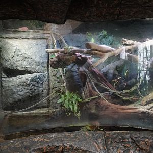 Apr. 2025 - Orinoco Rainforest: Understory - Lizard Cove - Caiman Lizard Exhibit