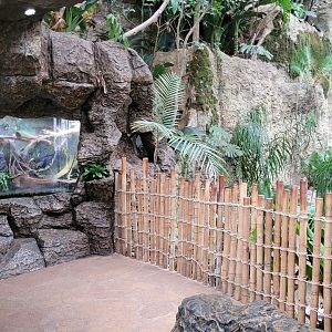 Apr. 2025 - Orinoco Rainforest: Understory - Lizard Cove - Caiman Lizard Exhibit