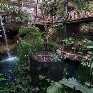 Apr. 2025 - Orinoco Rainforest: Understory - Monkey Island + Manatee Exhibit