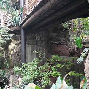 Apr. 2025 - Orinoco Rainforest: Understory - Otter + Toucan Exhibits