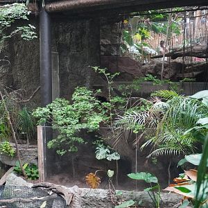 Apr. 2025 - Orinoco Rainforest: Understory - Otter + Toucan Exhibits