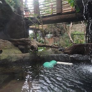 Apr. 2025 - Orinoco Rainforest: Understory - Lobos Del Rio - Giant Otter Exhibit