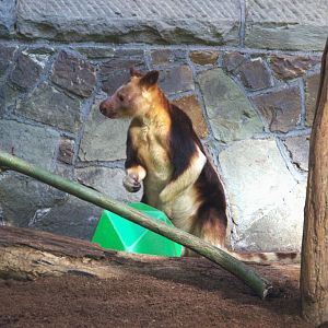 Goodfellow's Tree Kangaroo (Dendrolagus goodfellowi buergersi)