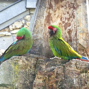 Mexican Military Macaw (Ara militaris mexicana)