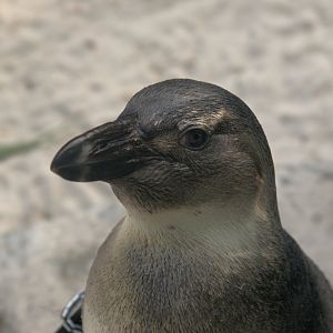 African Penguin (Spheniscus demersus)
