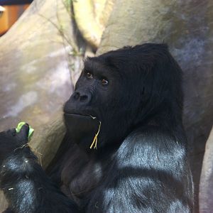Eastern Lowland Gorilla (Gorilla beringei graueri)