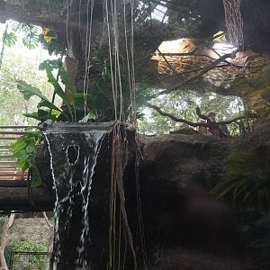 Apr. 2025 - Orinoco Rainforest: Understory - Lobos Del Rios - Giant Otter + Pied Tamarin Exhibits