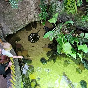 Apr. 2025 - Orinoco Rainforest: Canopy - Flooded Forest