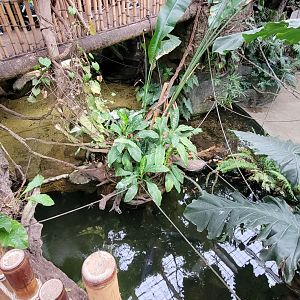 Apr. 2025 - Orinoco Rainforest: Canopy - Crocodile Cove