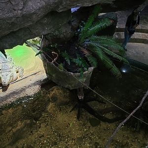 Apr. 2025 - Orinoco Rainforest: Canopy - Crocodile Cove