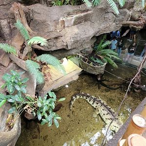 Apr. 2025 - Orinoco Rainforest: Canopy - Crocodile Cove Exhibit