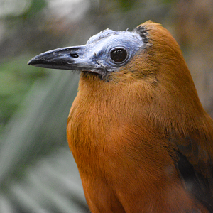 Apr. 2025 - Orinoco Rainforest: Canopy - Cotinga Corner - Capuchinbird