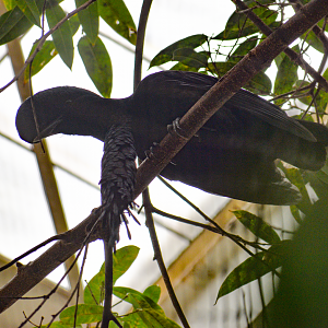 Apr. 2025 - Orinoco Rainforest: Canopy - Cotinga Corner - Umbrellabird