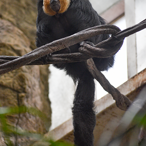 Apr. 2025 - Orinoco Rainforest: Canopy - Cotinga Corner - White-faced Saki
