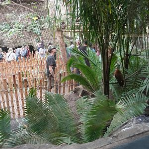 Apr. 2025 - Orinoco Rainforest: Canopy - Cotinga Corner from Jungle Cafe