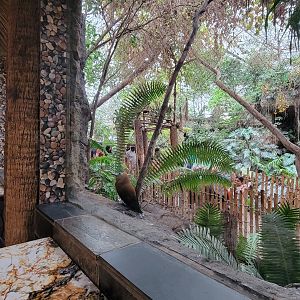 Apr. 2025 - Orinoco Rainforest: Canopy - Cotinga Corner from Jungle Cafe