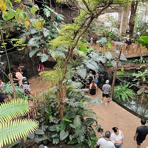 Apr. 2025 - Orinoco Rainforest: Canopy - Overview