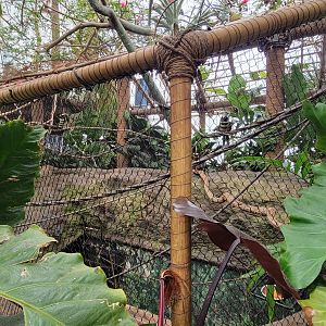 Apr. 2025 - Orinoco Rainforest: Canopy - Aracari & Tamarin Exhibit