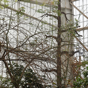 Apr. 2025 - Orinoco Rainforest: Canopy - Howler Heights