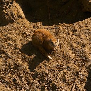 Yellow Mongoose (Cynictis penicillata)