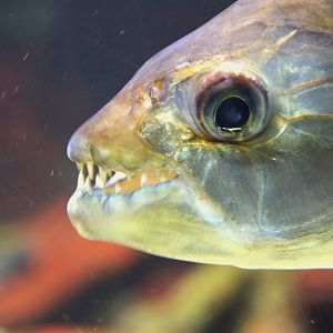 Common African Tigerfish (Hydrocynus vittatus)