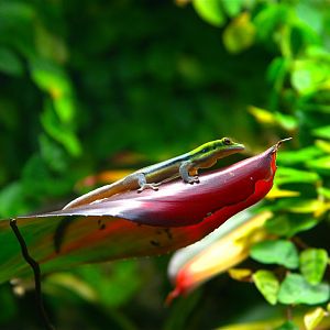 Yellow-headed Day Gecko (Phelsuma klemmeri)