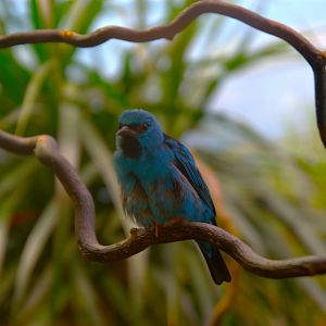 Blue Dacnis (Dacnis cayana)