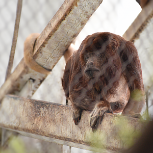 Apr. 2025 - Orinoco Rainforest: Canopy - Red Howler