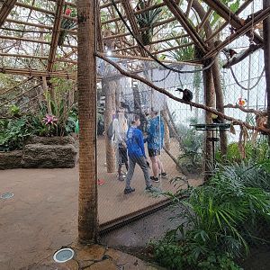 Apr. 2025 - Orinoco Rainforest: Canopy - Toucan Encounter