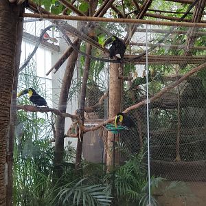 Apr. 2025 - Orinoco Rainforest: Canopy - Toucan Encounter