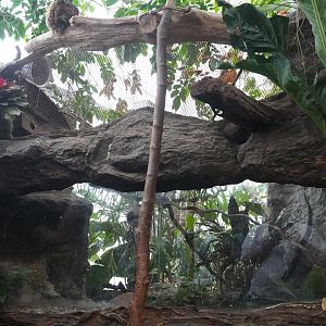 Apr. 2025 - Orinoco Rainforest: Canopy - Pygmy Marmoset Exhibit
