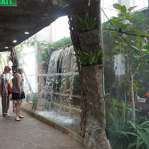 Apr. 2025 - Orinoco Rainforest: Cloud Forest - Rapids Exhibit