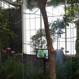 Apr. 2025 - Orinoco Rainforest: Cloud Forest - Beneath the Canpoy