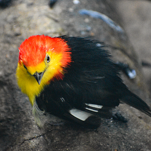 Apr. 2025 - Orinoco Rainforest: Cloud Forest - Wire-tailed Manakin