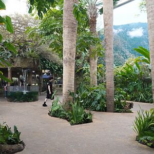 Apr. 2025 - Orinoco Rainforest: Cloud Forest - Sloth Forest