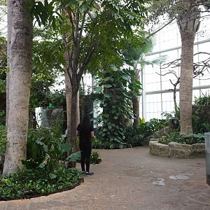 Apr. 2025 - Orinoco Rainforest: Cloud Forest - Sloth Forest