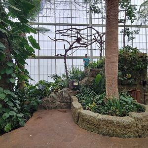 Apr. 2025 - Orinoco Rainforest: Cloud Forest - Sloth Forest - Brown-throated Three-toed Sloth Exhibit