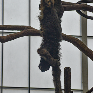 Apr. 2025 - Orinoco Rainforest: Cloud Forest - Sloth Forest - Brown-throated Three-toed Sloth Exhibit