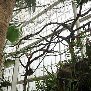 Apr. 2025 - Orinoco Rainforest: Cloud Forest - Sloth Forest - Brown-throated Three-toed Sloth Exhibit