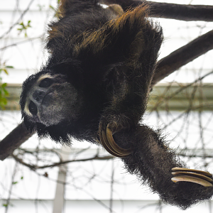 Apr. 2025 - Orinoco Rainforest: Cloud Forest - Sloth Forest - Brown-throated Three-toed Sloth Exhibit