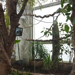 Apr. 2025 - Orinoco Rainforest: Cloud Forest - Sloth Forest - Cotton-top Tamarin Exhibit