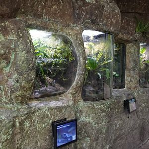 Apr. 2025 - Orinoco Rainforest: Cloud Forest - Sloth Forest - Various Frog Exhibits