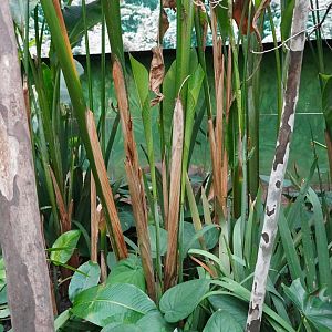 Apr. 2025 - Orinoco Rainforest: Cloud Forest - Sloth Forest - Southern Pudu Exhibit
