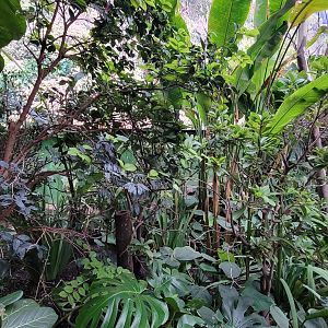 Apr. 2025 - Orinoco Rainforest: Cloud Forest - Sloth Forest - Southern Pudu Exhibit