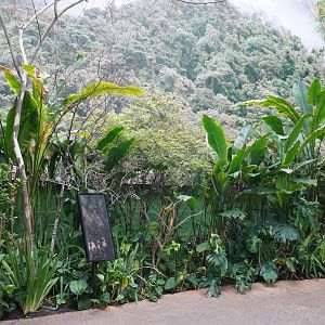 Apr. 2025 - Orinoco Rainforest: Cloud Forest - Sloth Forest - Southern Pudu Exhibit