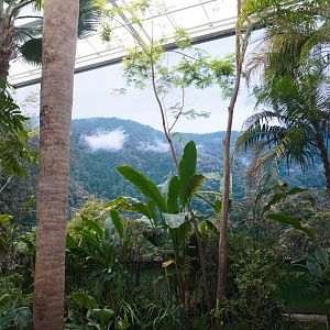 Apr. 2025 - Orinoco Rainforest: Cloud Forest - Sloth Forest - "Colombian Andes Film Wall"