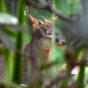 Apr. 2025 - Orinoco Rainforest: Cloud Forest - Sloth Forest - Southern Pudu Exhibit