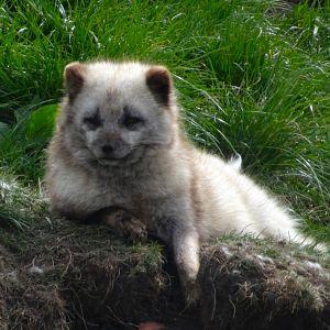 Arctic Fox
