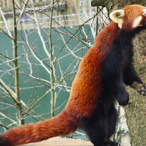 Red Panda